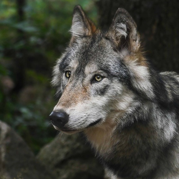 Contactgegevens van ambtenaren bij wolvendossier gelekt